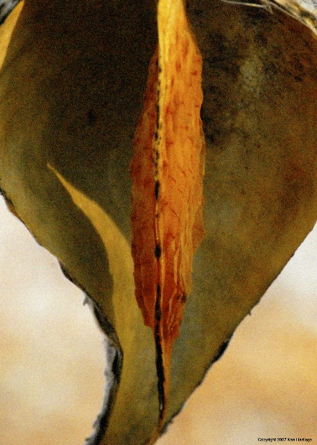 milkweed pod