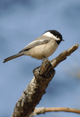 Black Capped Chickadee