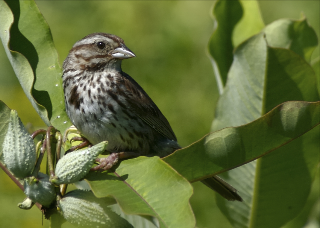 song sparrow