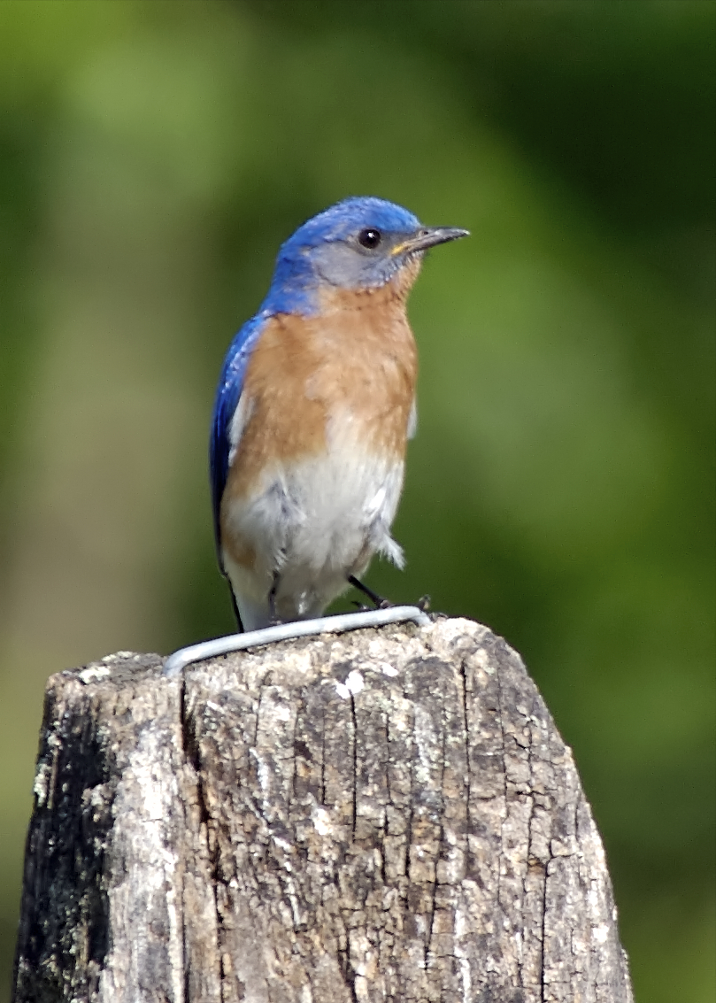 Eastern Bluebird