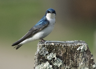 Tree Swallow