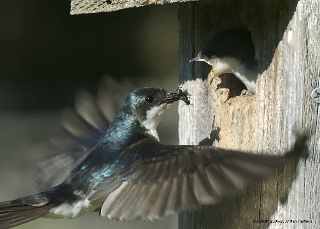 Tree Swallow