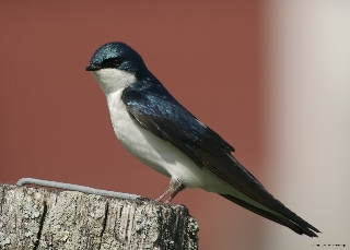 Tree Swallow