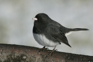 Dark Eyed Junco