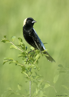 bobolink