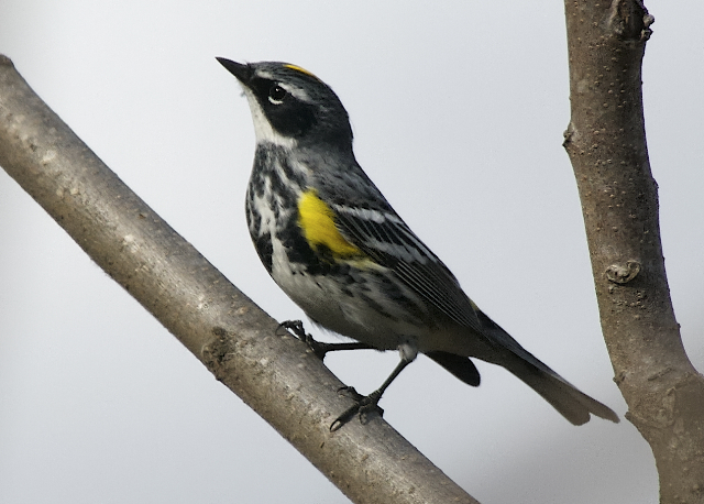 myrtle warbler