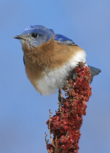 bluebird