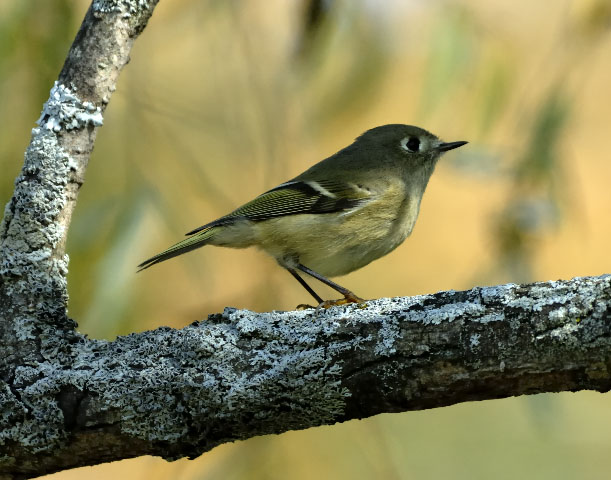 Ruby Crowned Kinglet