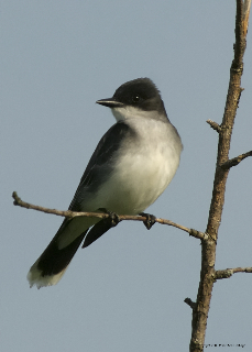 Eastern Kingbirds