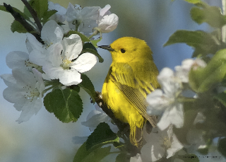 Yellow Warbler