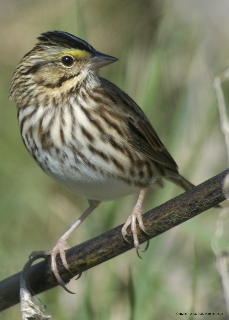 savannah sparrow