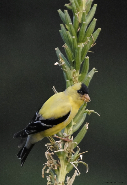 AMerican Goldfinch