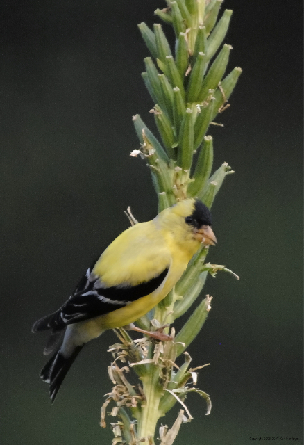 AMerican Goldfinch