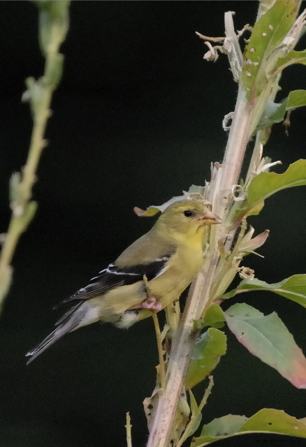 American Goldfinch