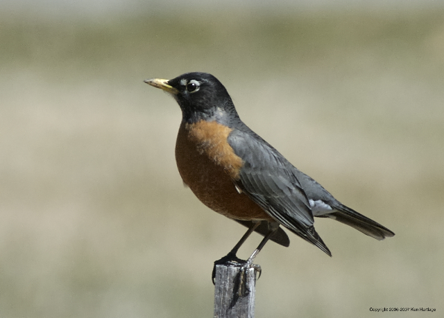 American Robin