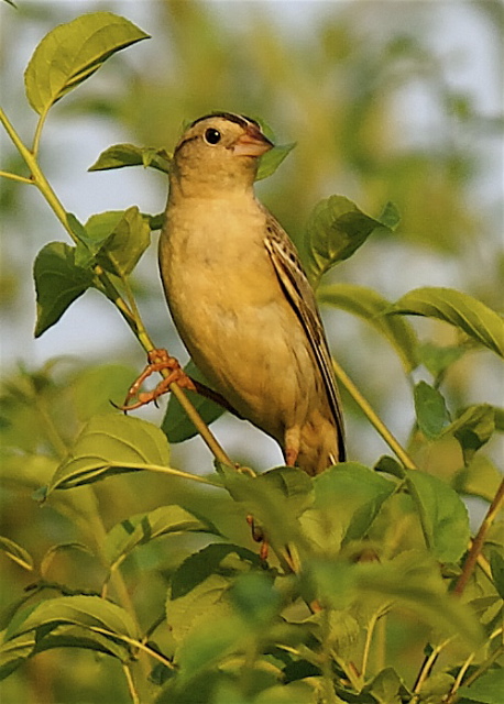 Bobolink