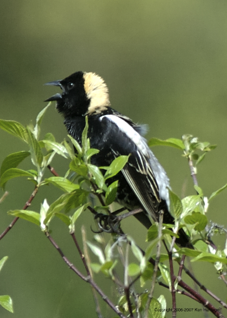 Bobolink