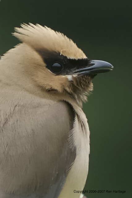 Cedar Waxwing