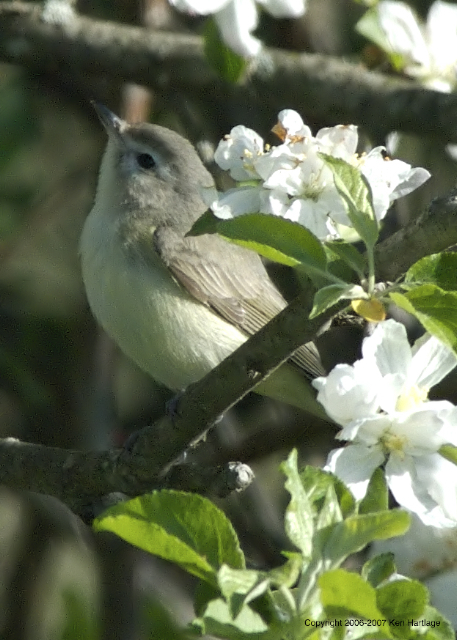 warbling vireo