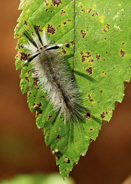 banded tusk moth 