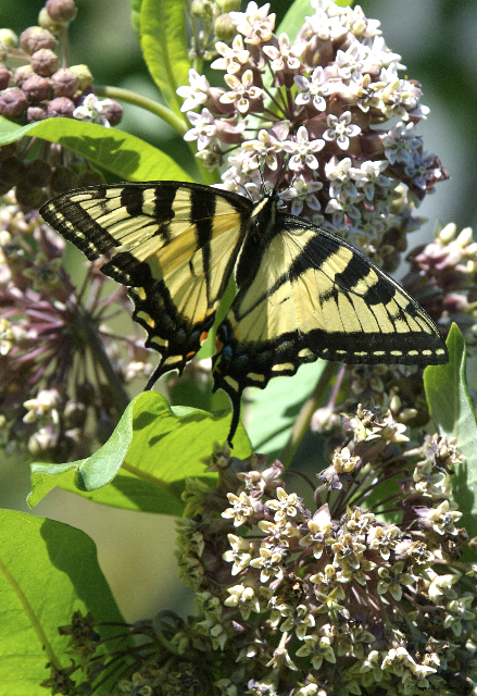 Eastern Tiger Swallowtail