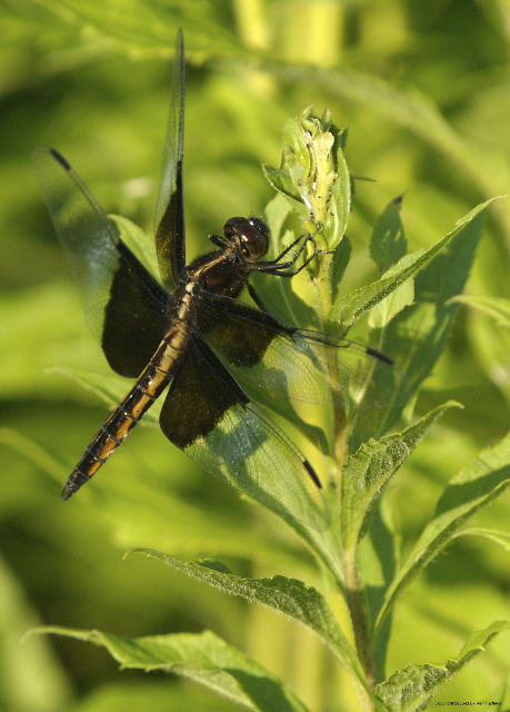 Widow Skimmer