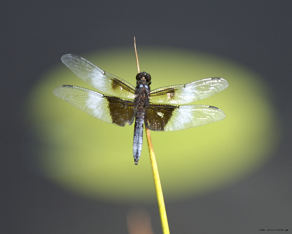 Widow Skimmer