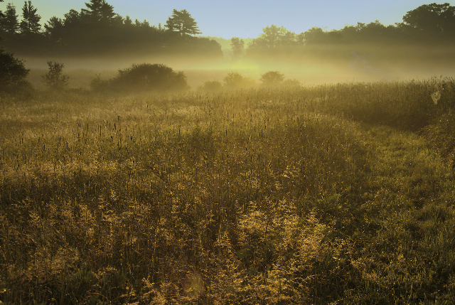 morning mist at Nisssitissit Meadow