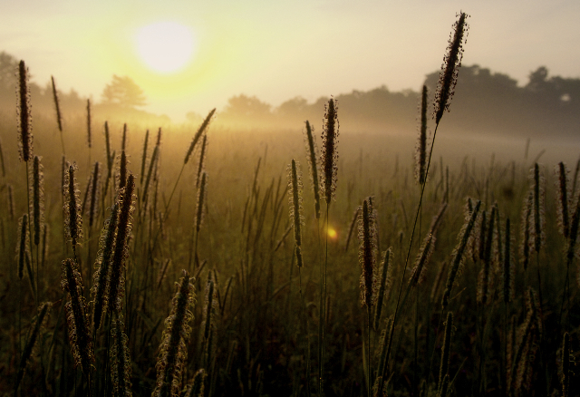 Sunrise at Nissitissit Meadow