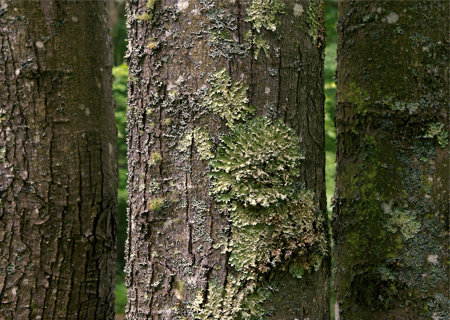 three trees