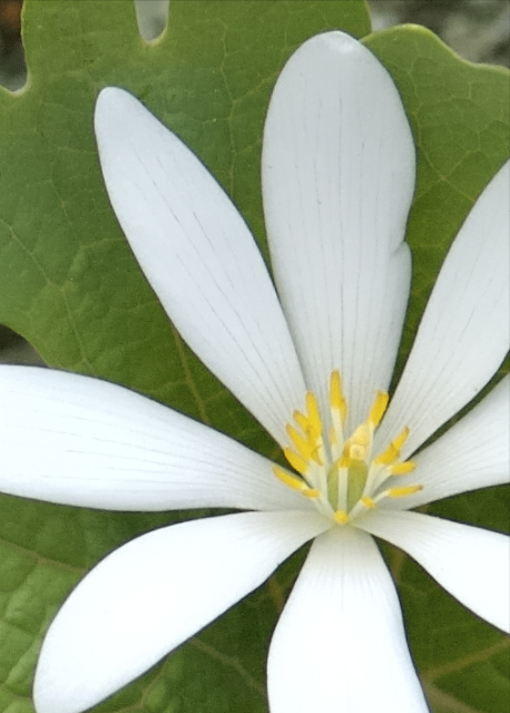 bloodroot