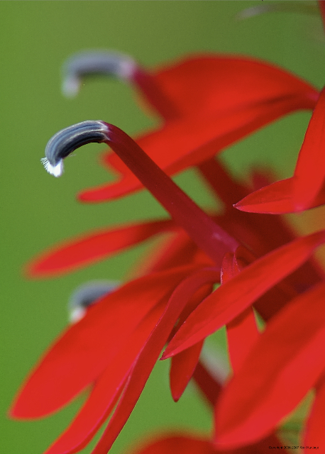 cardinal flower