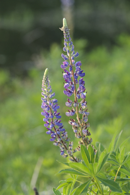 lupine