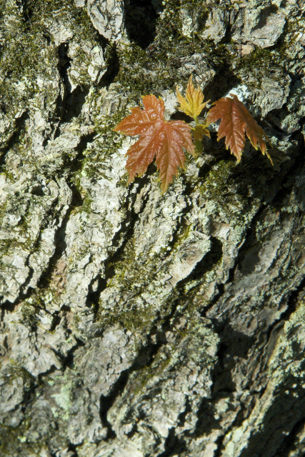 maple leaf on trunk