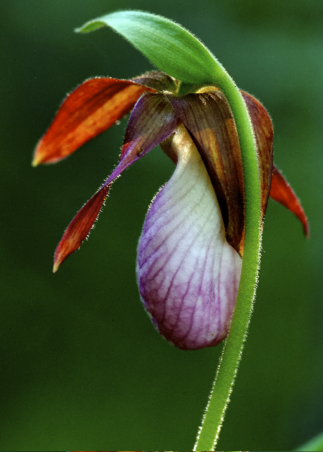 Pink Lady Slipper