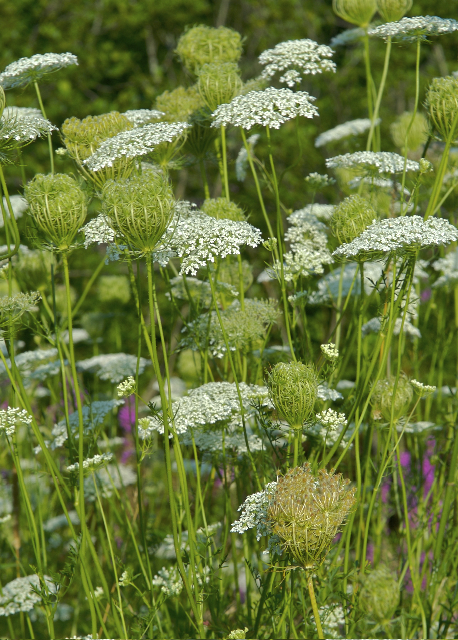 queen anne's lace