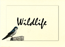 Wildlife button