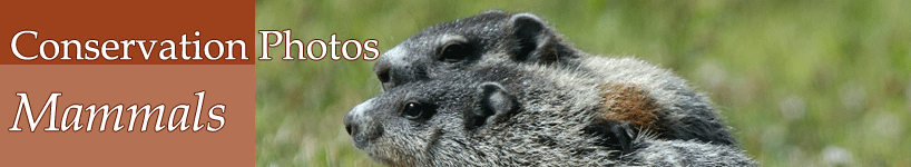 mammals banner