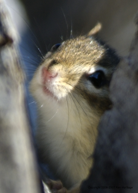 Red Squirrel