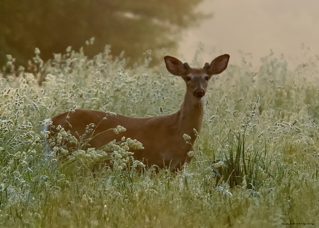 White Tail Deer