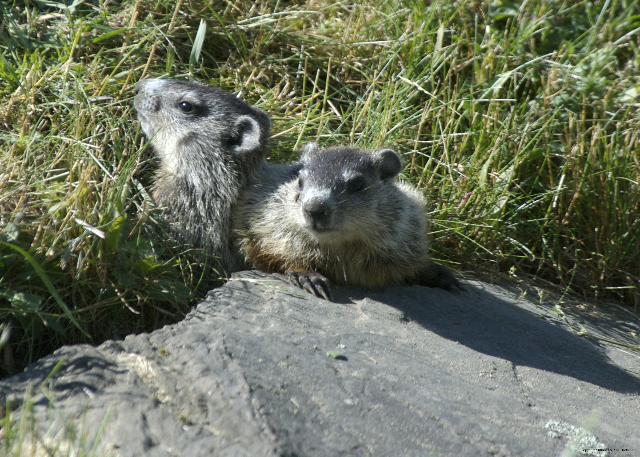 Woodchuck Siblings