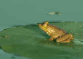 frog on lily pad