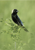 bobolink