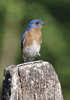 eastern bluebird