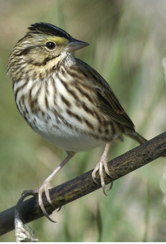 savannah sparrow