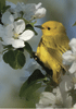 yellow warbler